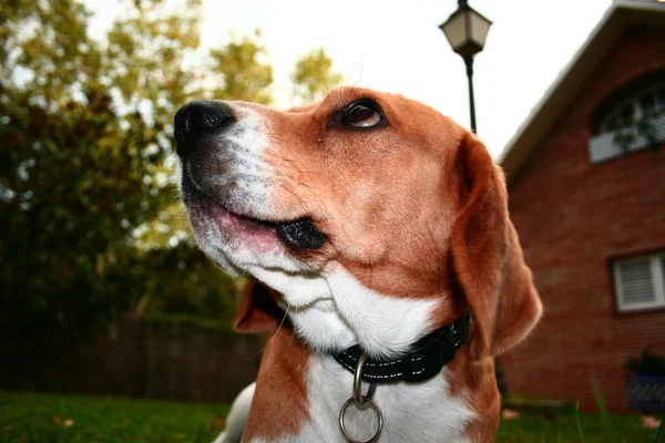 Beagle dal basso . — Foto Stock