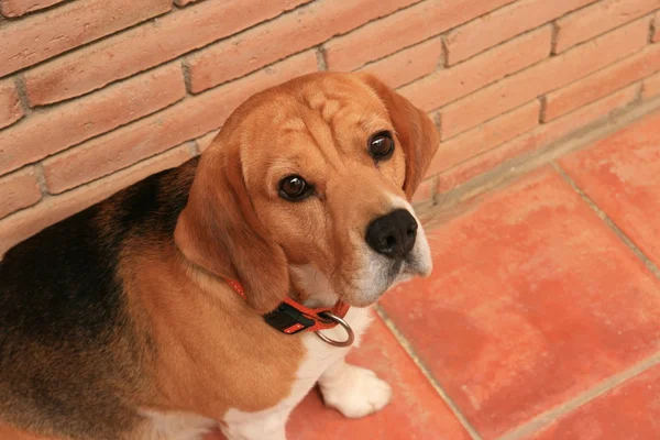 Anjing beagle — Stok Foto