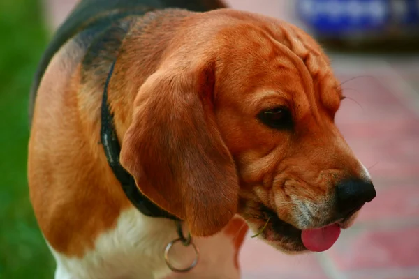 Divertido beagle — Foto de Stock