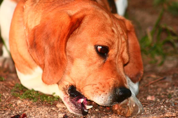 Beagle mangia — Foto Stock