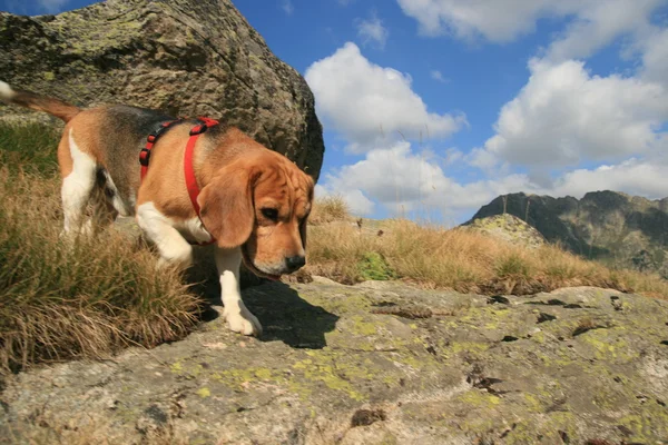 Beagle. Imagen De Stock