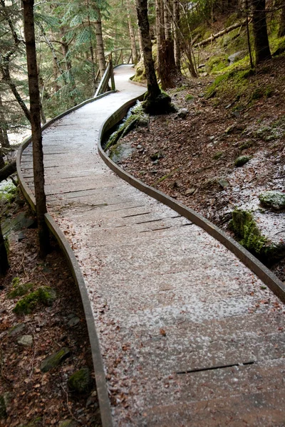 Path between forest — Stock Photo, Image