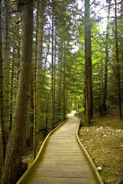 Path between forest — Stock Photo, Image