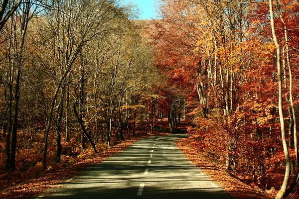 Colori d'autunno — Foto Stock