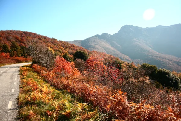 stock image Autumn colors