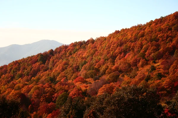 stock image Autumn colors