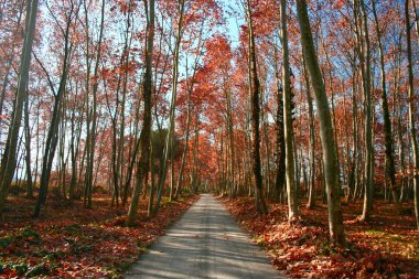 Path between nature. clipart