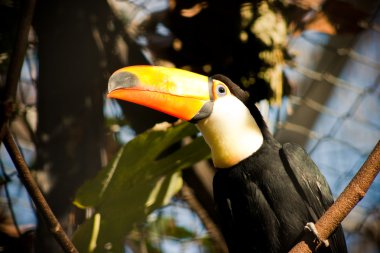 Tucán in zoo