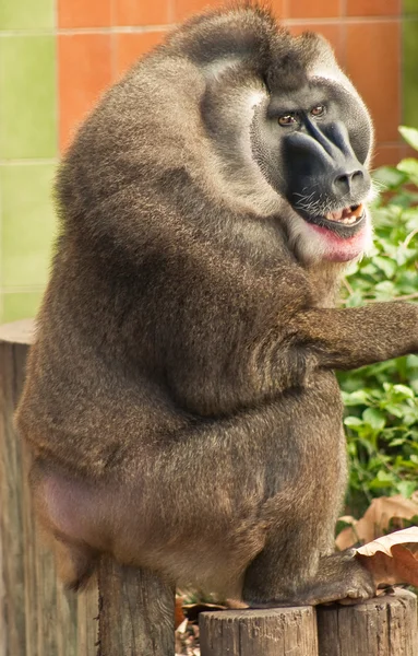 Mandril. — Fotografia de Stock