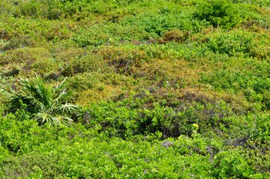 yağmur ormanlarının arka plan