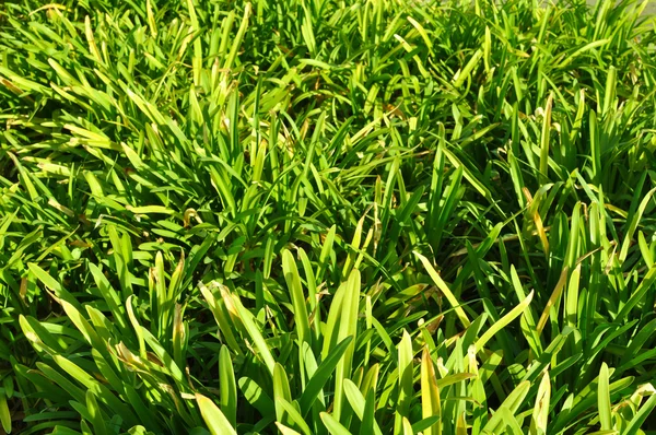 Grüne Pflanze Hintergrund — Stockfoto
