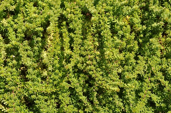 stock image Green Plant Background