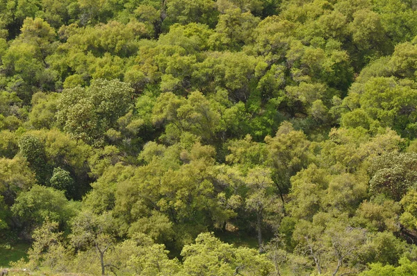 Grüne Wälder Hintergrund — Stockfoto