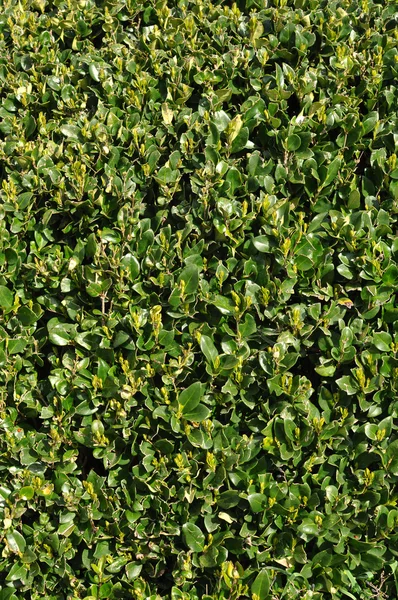 Gröna häcken bakgrund — Stockfoto