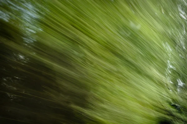 Природный фон Tree Motion Blur — стоковое фото
