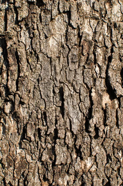 Rovere sfondo albero — Foto Stock