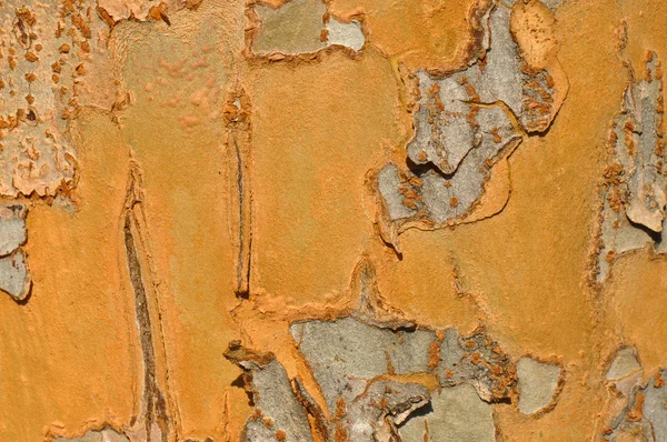 Orange Tree Bark háttér — Stock Fotó