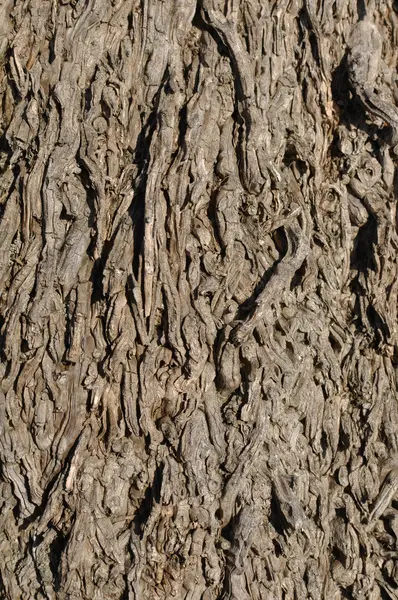A pálmafa közelsége — Stock Fotó