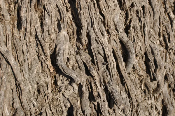 Close up de palmeira — Fotografia de Stock