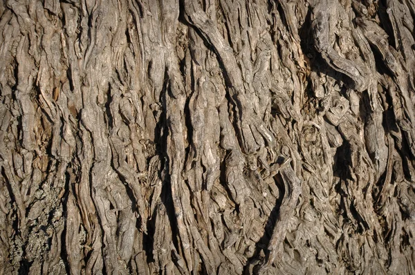 Παλάμη δέντρο φόντο — Φωτογραφία Αρχείου