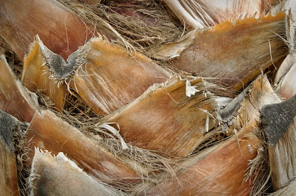 Palmiye ağacının gövde arka — Stok fotoğraf