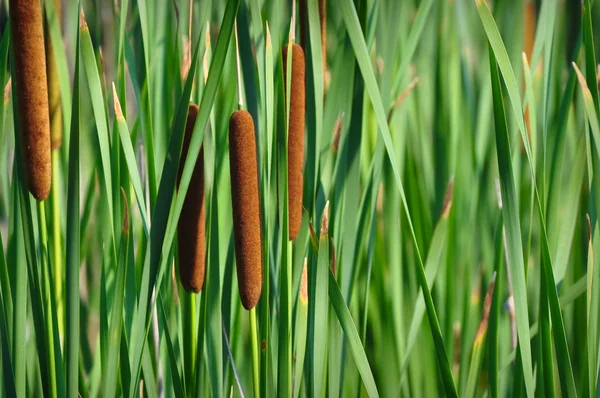 Reeds Background — Stock Photo, Image