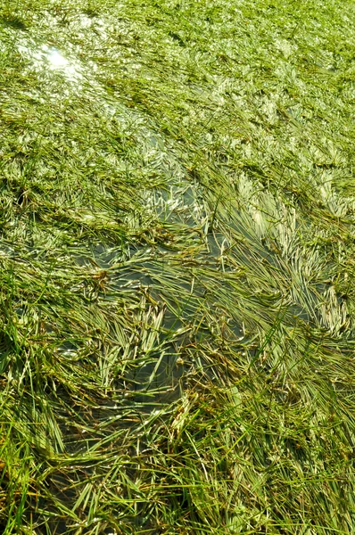 Césped del pantano del agua de la cuña — Foto de Stock