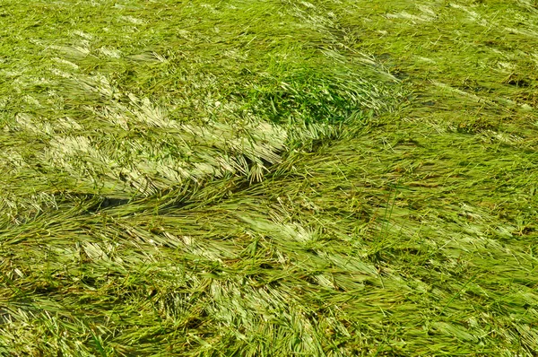 Sfondo palude acqua siepe verde erba — Foto Stock