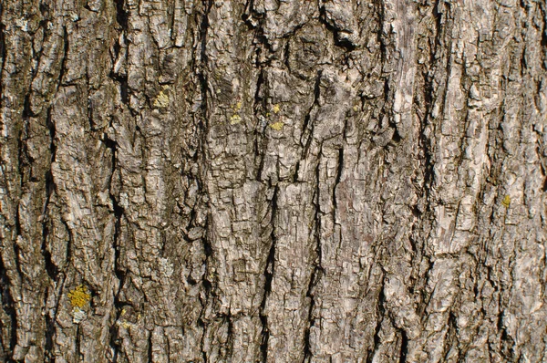 stock image Tree Trunk Background