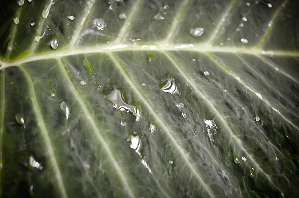 Waterdrop φύλλα χρησιμοποιούνται ως φόντο — Φωτογραφία Αρχείου