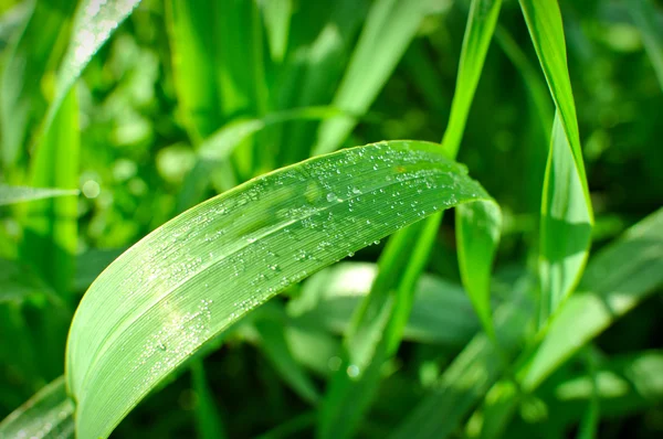 Υγρό πράσινο λεπίδα του χόρτου — Φωτογραφία Αρχείου
