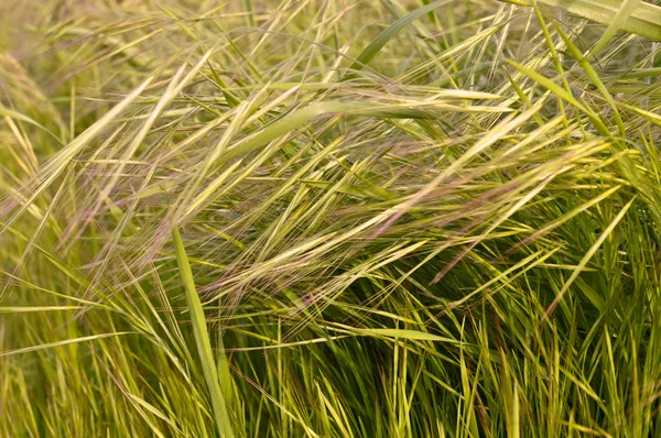Grünes Weizenfeld aus nächster Nähe — Stockfoto