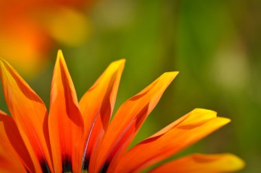 Orange and Black African Daisy