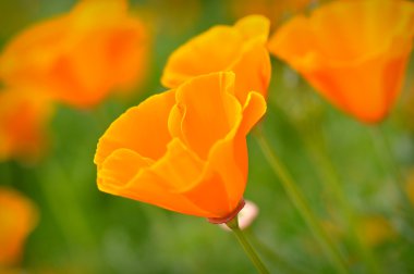 California Spring Poppy Macro Close Up clipart