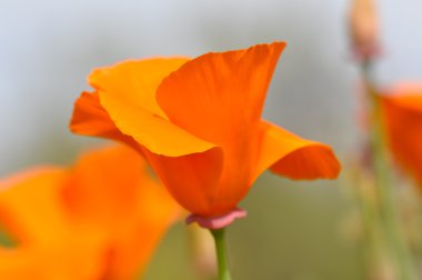 California State Poppy Macro clipart