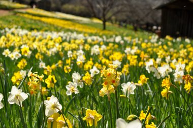 Field of Yellow and White Daffodils clipart