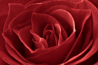 cerca de una rosa roja para el amor