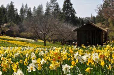 turistik cazibe Nergis Tepe california bahar