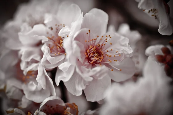 stock image Abstract Pink Cherry Blossom