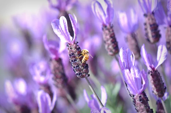 Pszczoła miodna na hiszpańskiej lawendy — Zdjęcie stockowe
