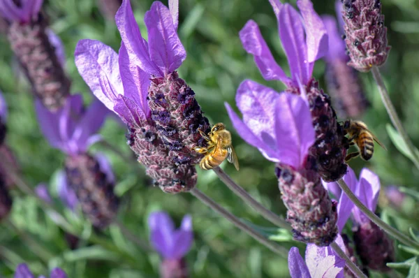 Abelhas de mel em flor de lavanda roxa — Fotografia de Stock