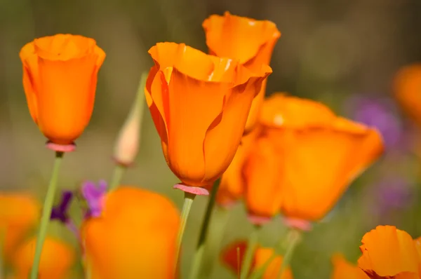 Californie Golden State Poppy — Photo