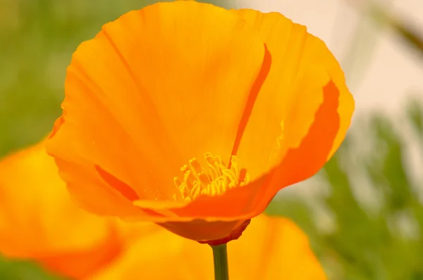 stock image California State Golden Orange Poppy