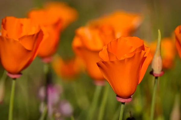 stock image California State Poppies