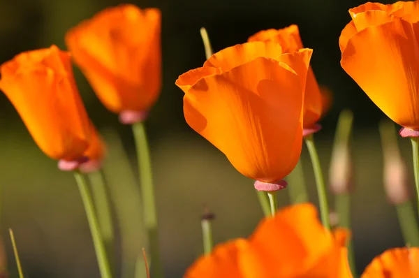 Cerrado California State Orange Poppy Flower —  Fotos de Stock