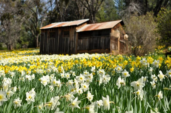 stock image Tourist Attraction Daffodil Hill California in Spring