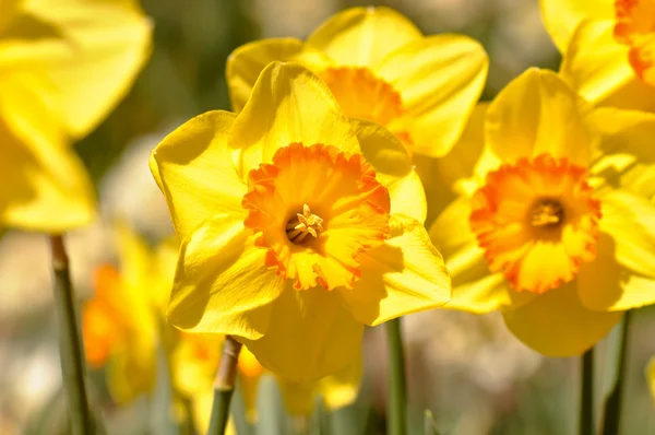 Macro of Yellow Daffodils Close Up — Stock Photo, Image