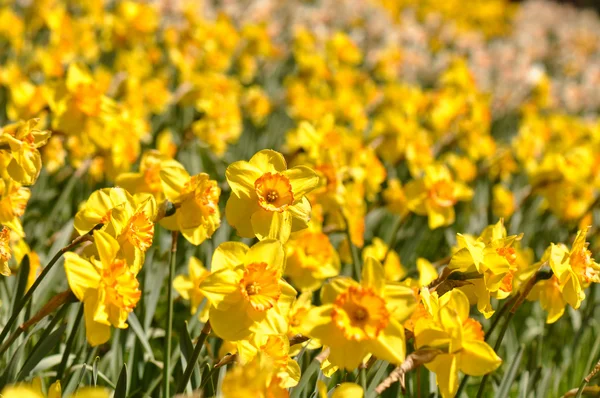 Macro of Yellow Daffodils Close Up — Stock Photo, Image
