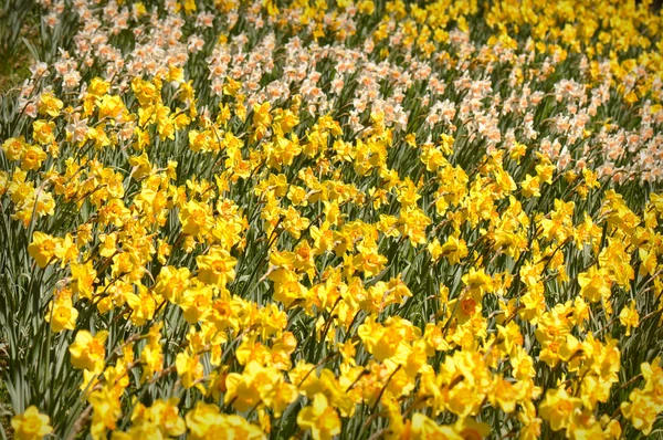 stock image Field of Yellow and White Daffodils