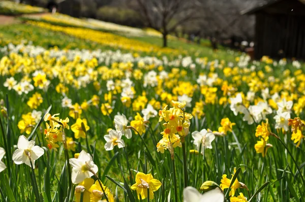 Fältet av gula och vita påskliljor — Stockfoto